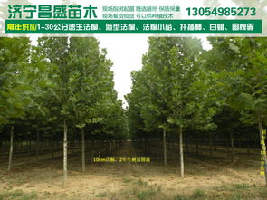 河南6公分法桐种植时间、价格、厂家、图片与苗木种植要点