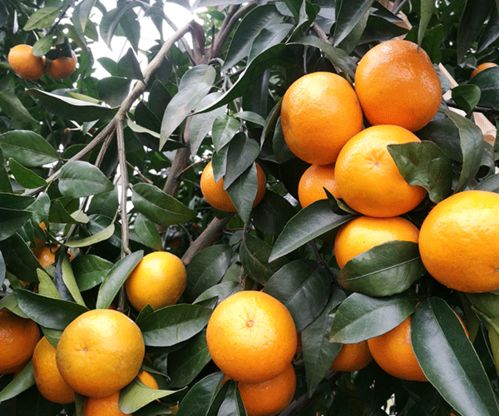 湖南千思农林科技 无核沃柑苗厂家直销与种植指南