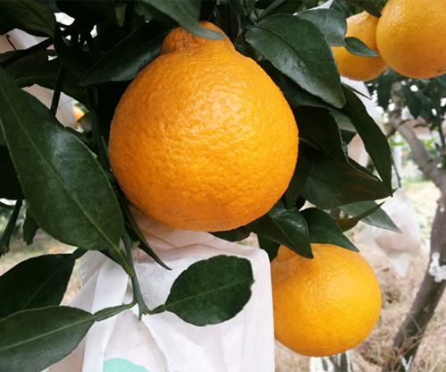 明日见柑橘 湖南千思农林公司的种植实践与苗木培育