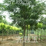 法桐苗木购买指南 价格、厂商与图片尽在农苗网