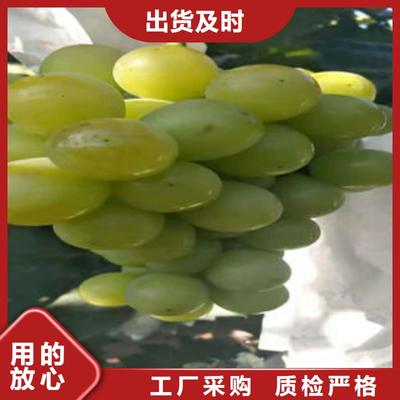 葡萄苗与花椒苗 品质为基，服务为本，铸就苗木种植新标杆