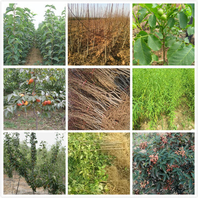 武安直销桃树苗与西府海棠产地价格解析及苗木种植指南