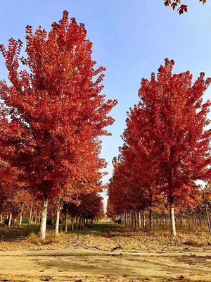 济宁市任城区禾盛苗木种植专业合作社 打造绿色经济新引擎