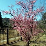 诚信苗圃专业批发优质山杏树苗，打造绿色生态，尽在农苗网