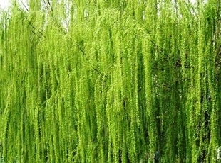 金丝柳种植与市场报价 常青苗木基地供应商全解析