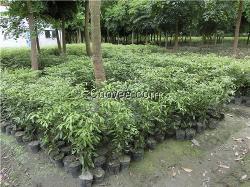 金丝楠绿化工程苗木种植全解析 从选苗到成林的科学养护