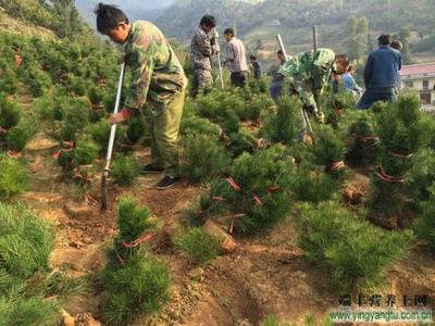 重技术强信息，小苗木长成太谷经济“参天大树”