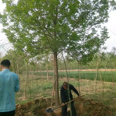 白蜡苗木种植技术与管理指南