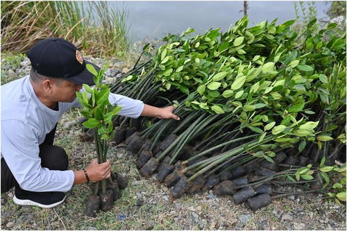 印尼红树林种植 苗木培育与生态修复的关键实践