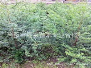 当阳市还农苗木专业合作社 专业灌木产品列表与科学种植服务