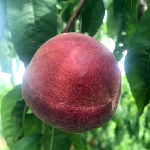 北京苗木种植 城市绿化的重要支柱与产业机遇