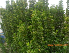 泰安高新区永盛苗木园艺场——优质苗木批发与种植基地