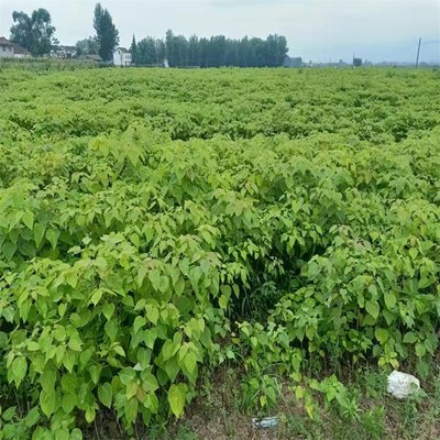 顺通苗木种植 山桐子树苗的荒山湿地护坡造林应用