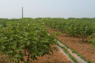 无花果树苗价格及种植指南