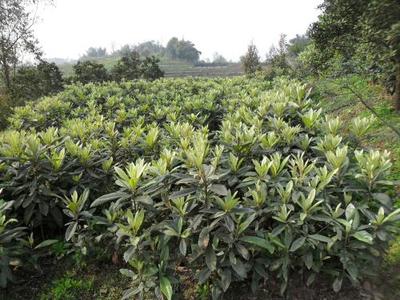 枇杷苗木的科学种植方法